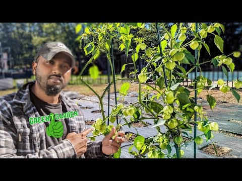 Tomatillo Plant " Topping" Before Winter ! #garden #tomatillo
