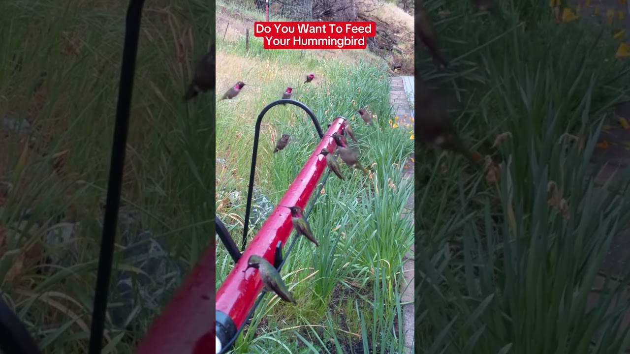 I Tested 5 Hummingbird Feeders and Found the BEST One!