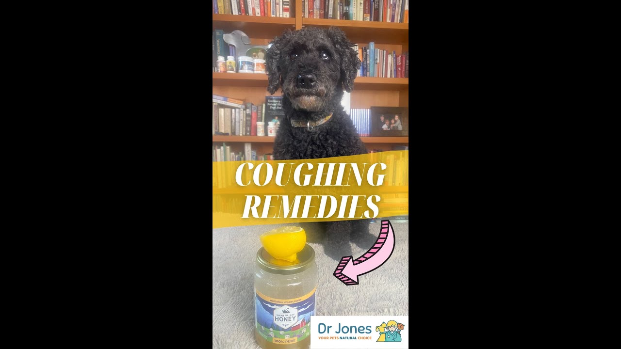 Quick and Easy Dog Coughing Remedies #shorts