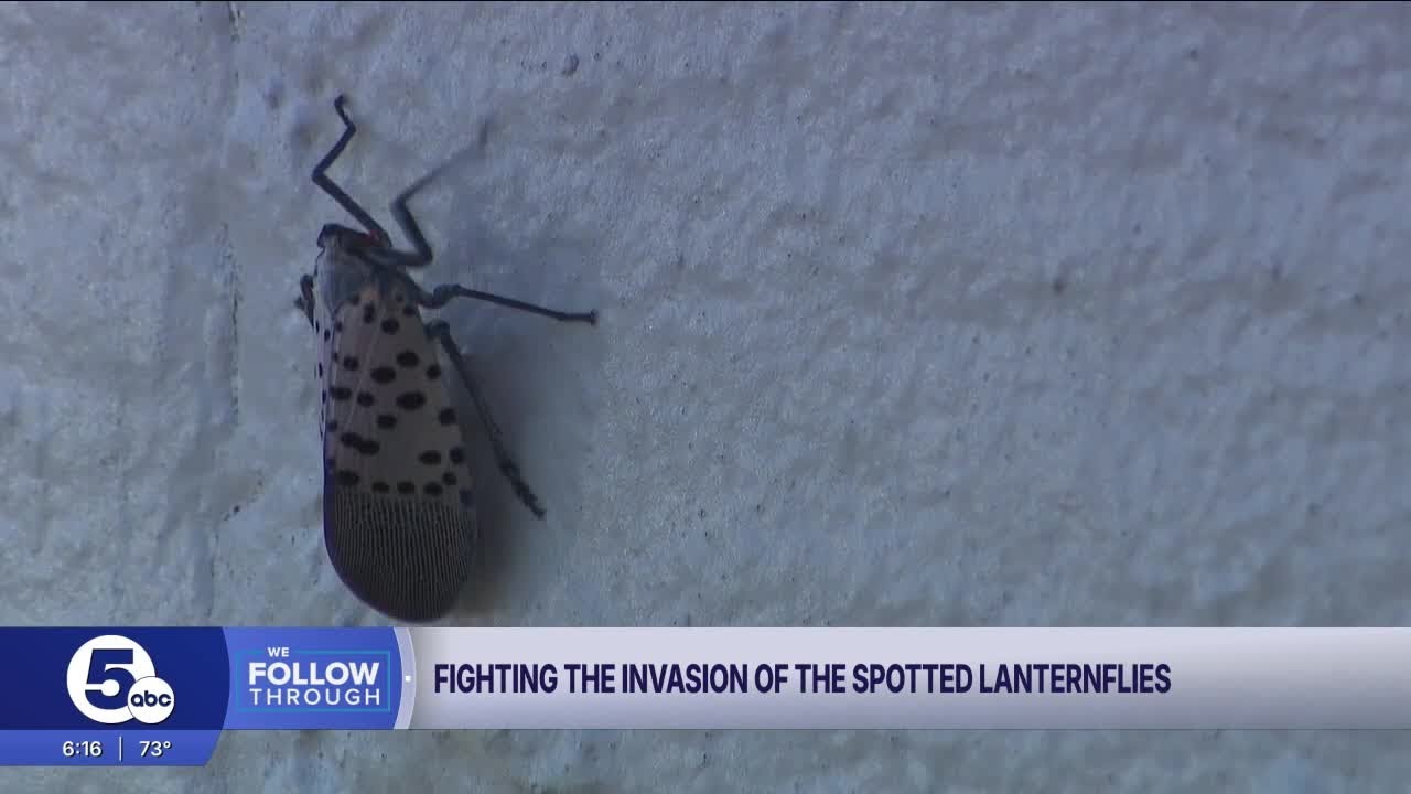 Are we losing the war against the spotted lanternfly?