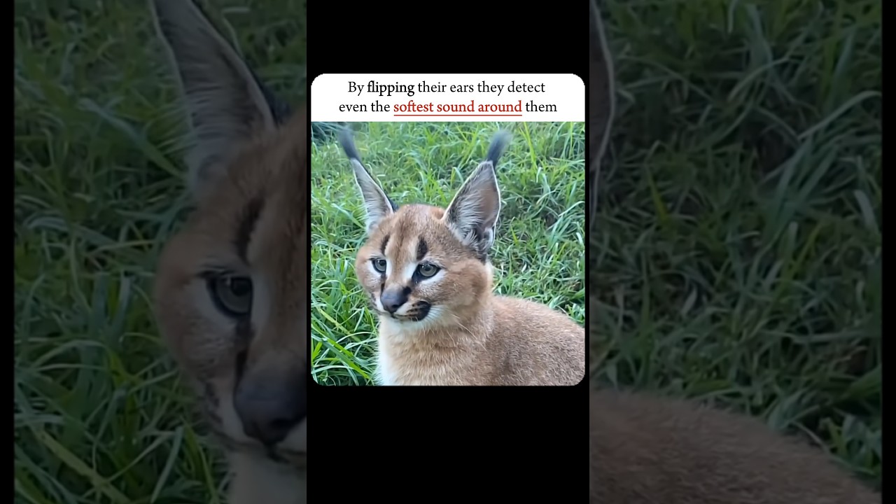 || Caracal cat....                                                                           #shorts