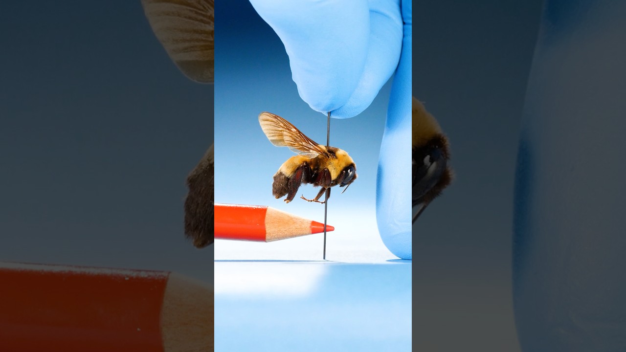 What Is The Largest Queen Insect?