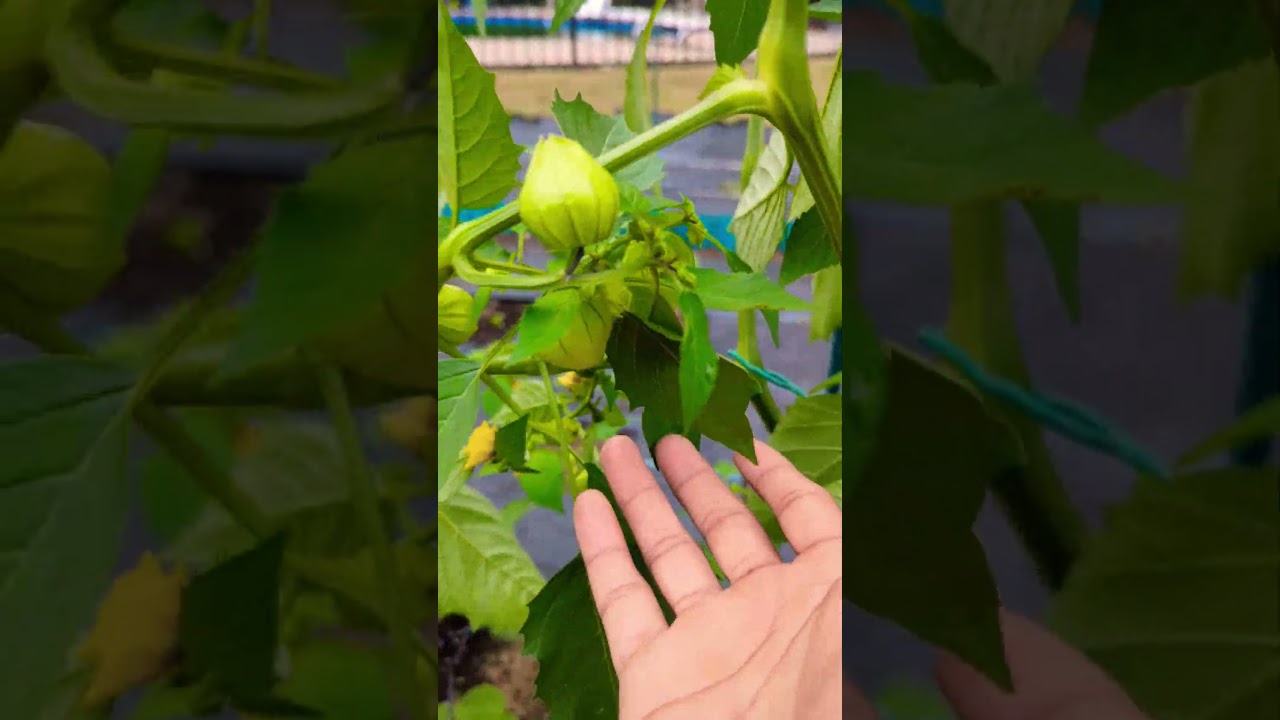 Growing Tomatillos for the First TIme  ! #amazing #garden #gardening #viral