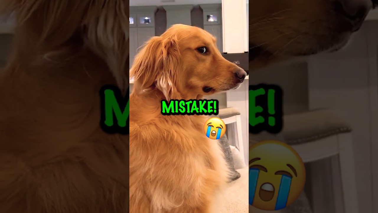Funny Dog Names Golden Retriever Puppy! ❤️