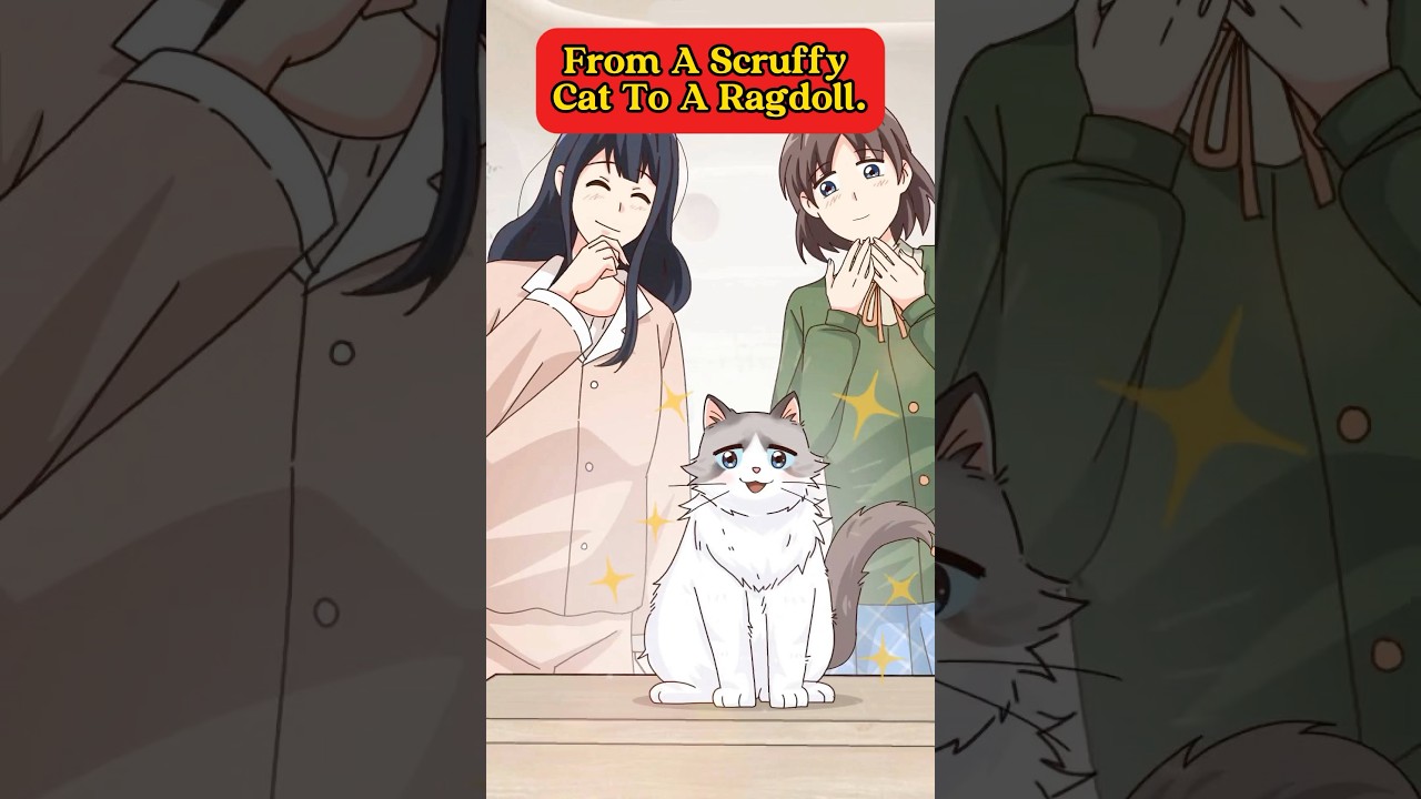 From A Scruffy Cat To A Ragdoll. #cat #animals #animation