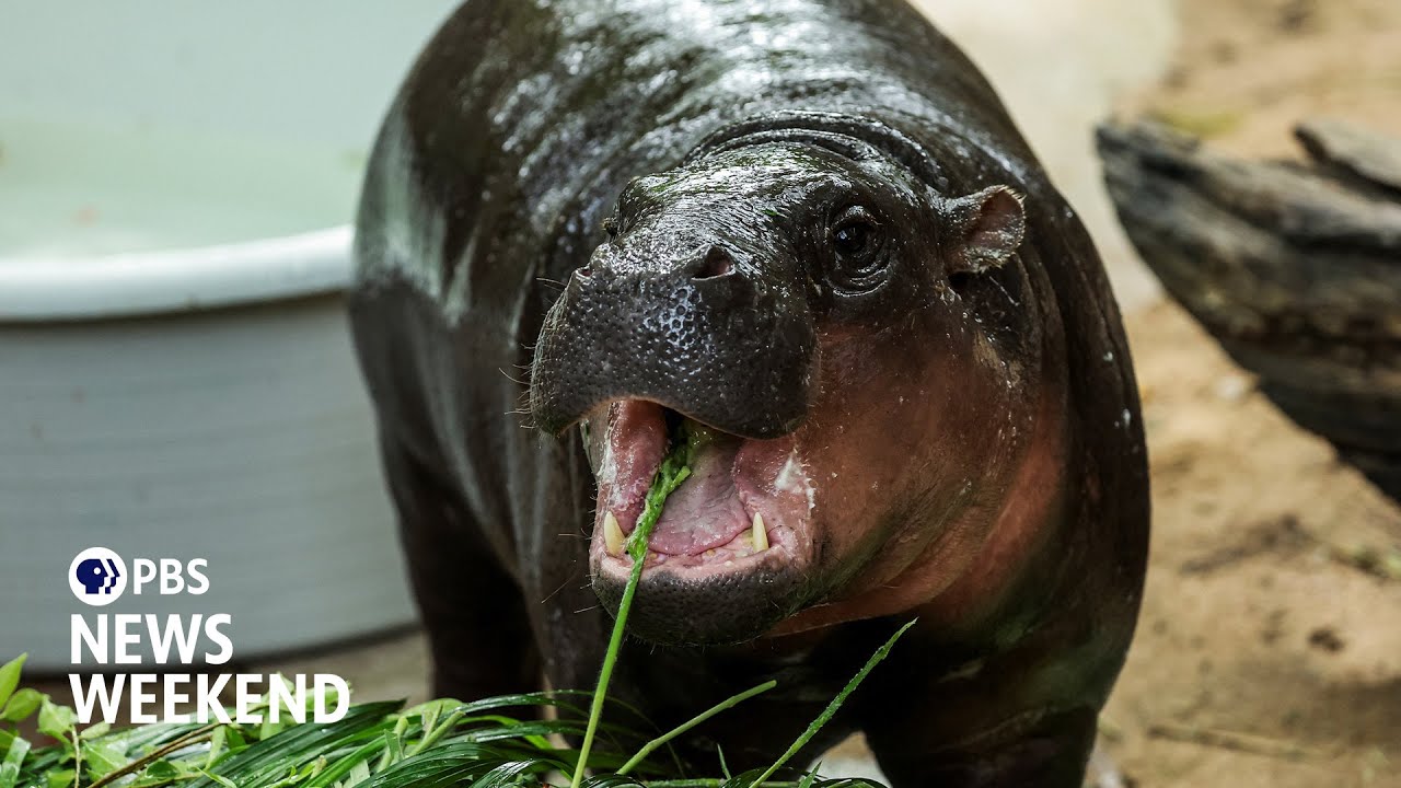 Moo Deng, the baby hippo who took social media by storm, turns 1