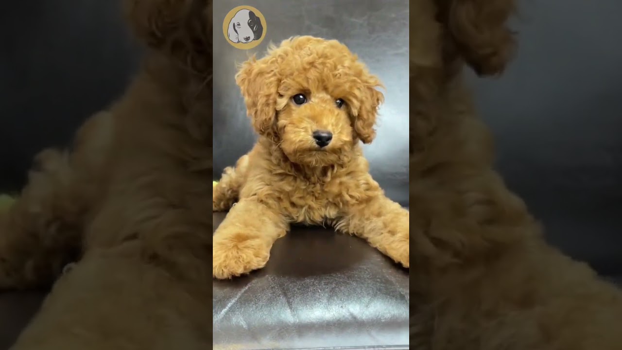 Learn about the Mini Goldendoodle Puppy