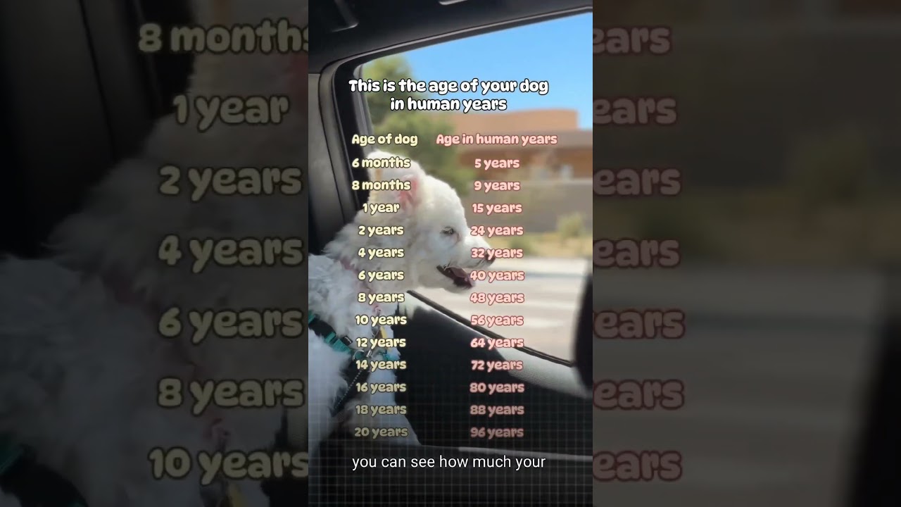 Your Dog Age In Human Year's!!