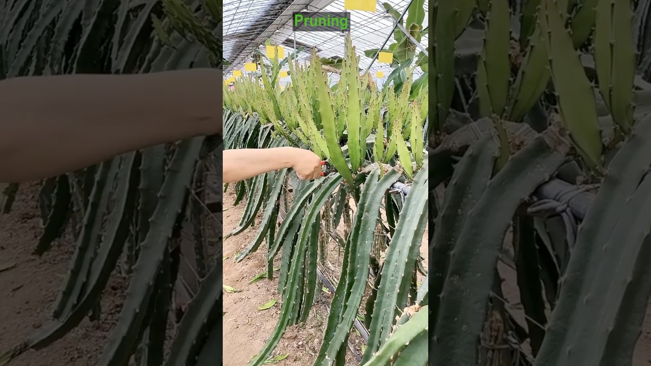 Dragon Fruit Farming Step by Step #farming @HappyFarm85