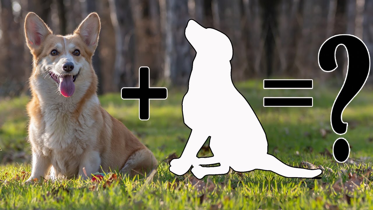 Top 10 Extraordinary Corgi Dog Mix Breeds | Best Pembroke Welsh Corgi Cross Breeds | Corgi Mixes