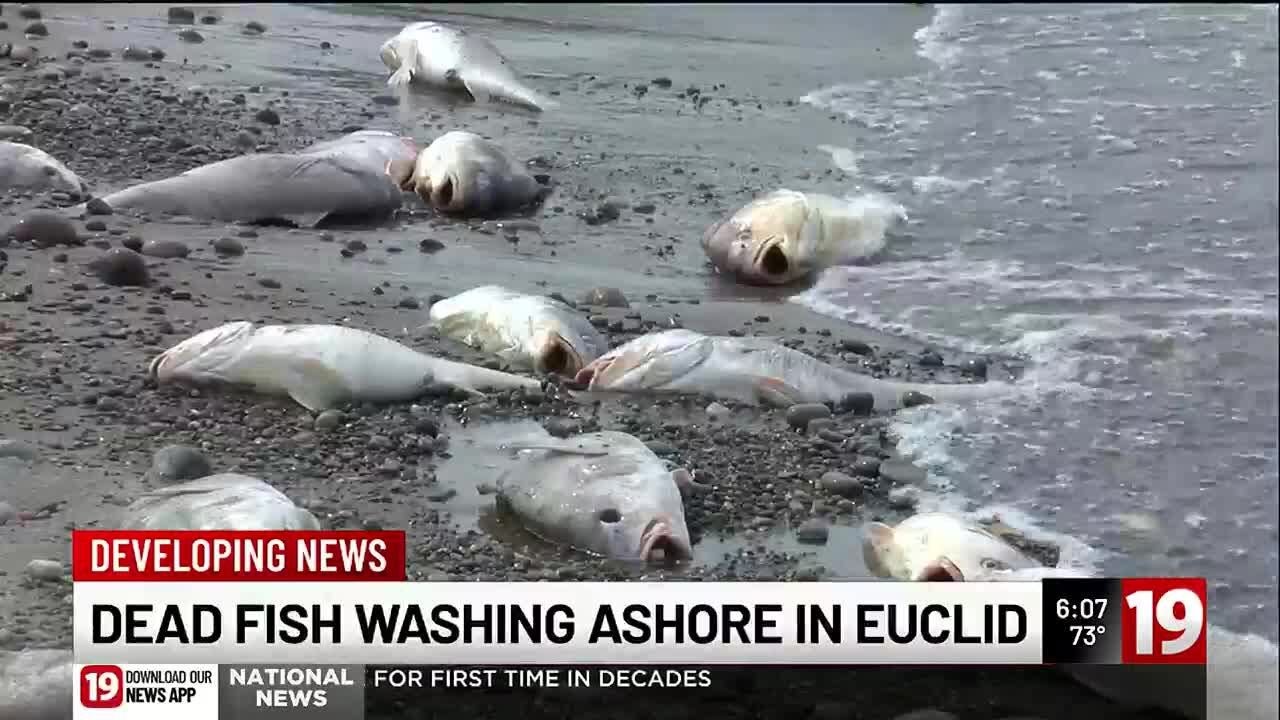 Videos of dying fish washing up from Lake Erie onto Euclid beach
