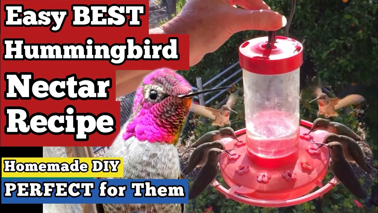 How to Make Hummingbird Nectar Recipe FOOD DIY PERFECT for Feeder to Attract Hummingbirds FAST/EASY