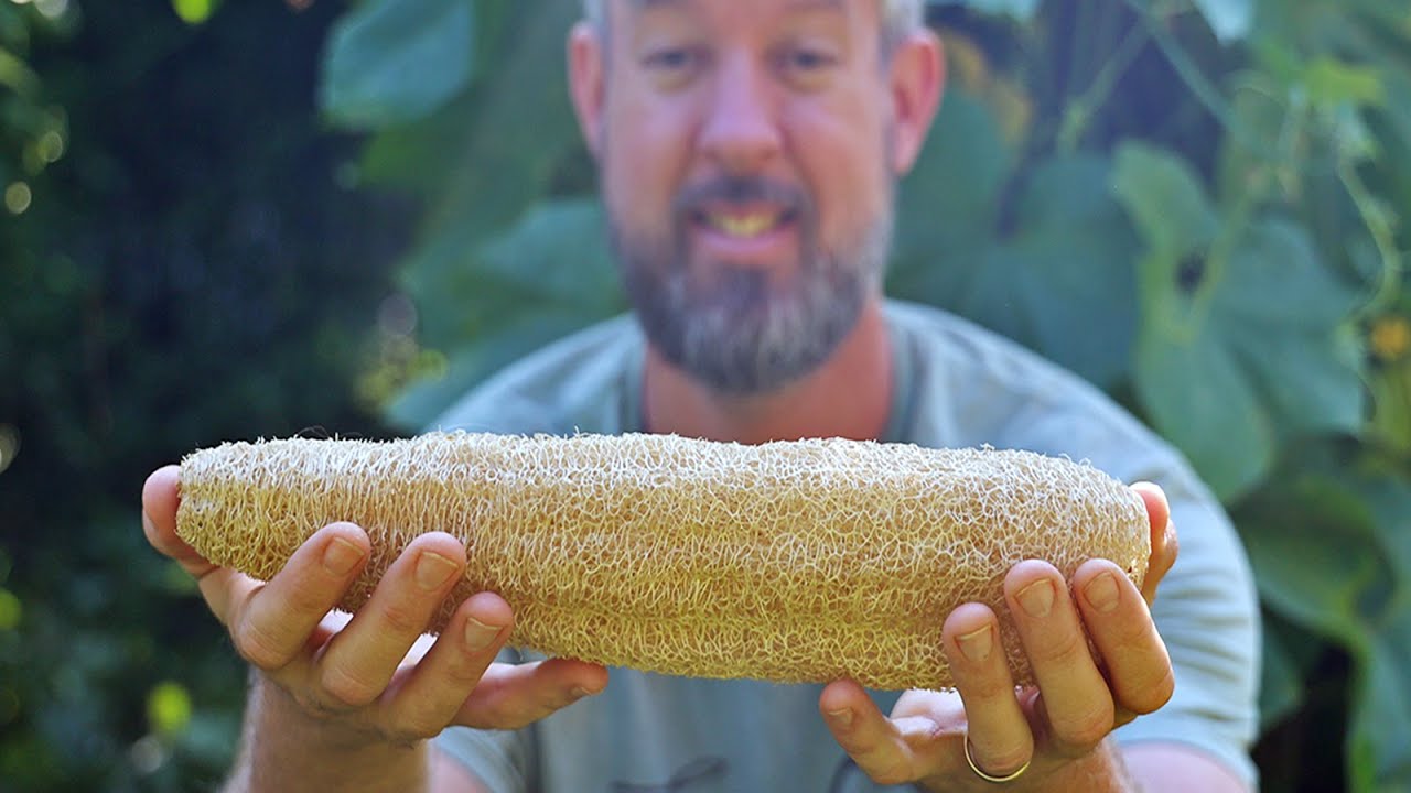 How to Grow Luffa Sponges (And Easily Process Them)