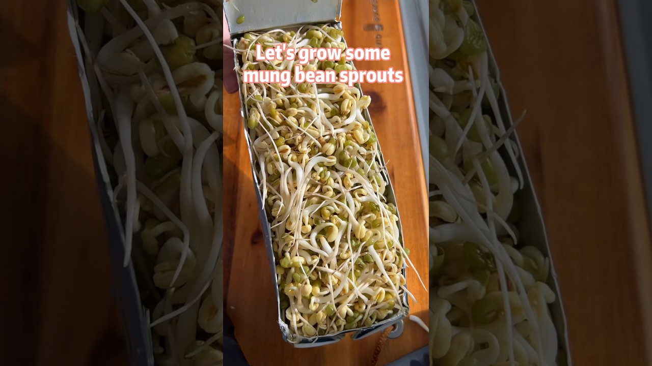 Let’s grow some bean sprouts in recycled milk cartons 🌱