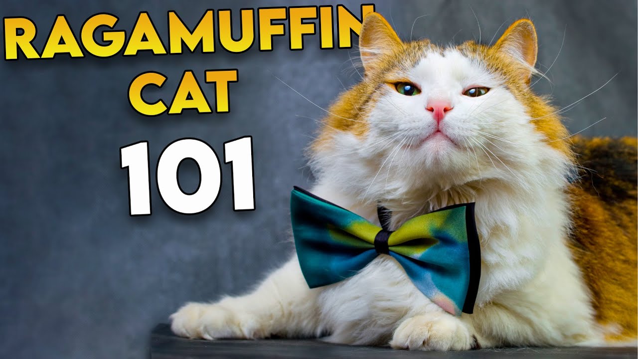 RAGAMUFFIN CAT 101 -  The Most UNDERRATED Fluffy Cat Breed