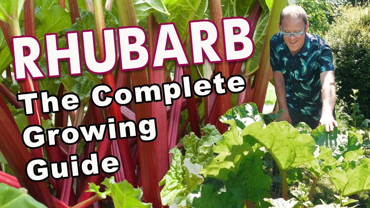 Rhubarb: From Planting To Harvest ❤️ 💚