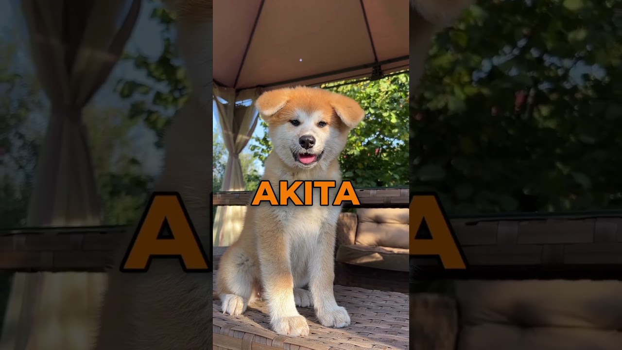The 3 Best Japanese Dog Breeds 🇯🇵🐕