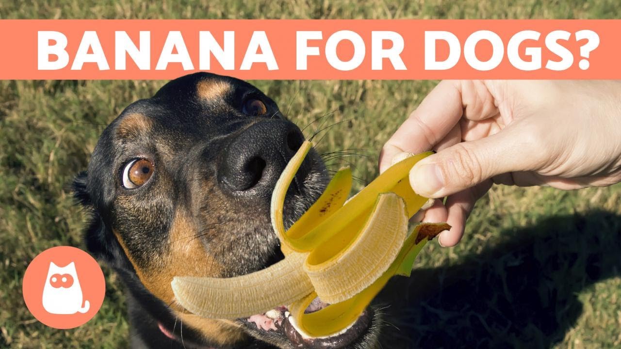 Is BANANA Good for Dogs? 🍌 FRUITS FOR DOGS
