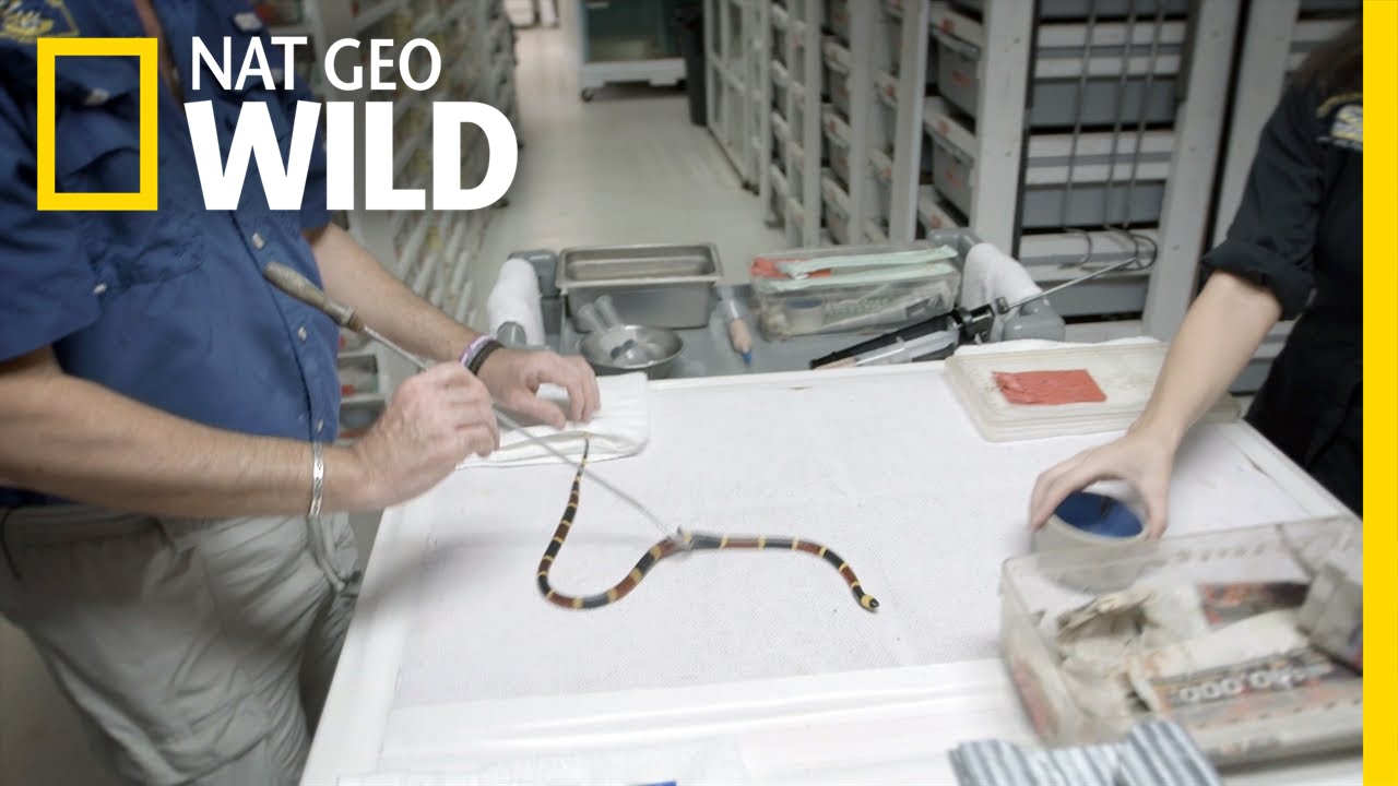 The Coral Snake Wrangler | United States of Animals