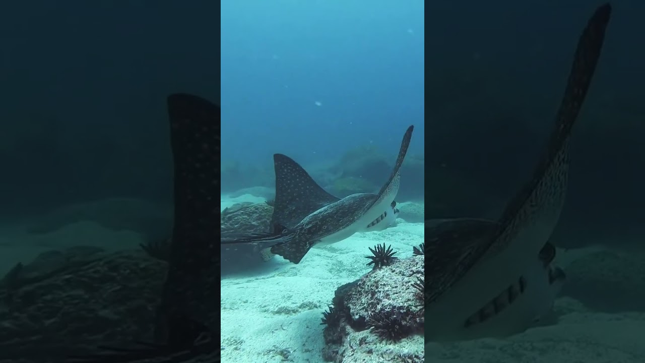 How does a manta ray differ from a stingray?  #naturepbs #wildlife #stingray #mantaray #oceanlife