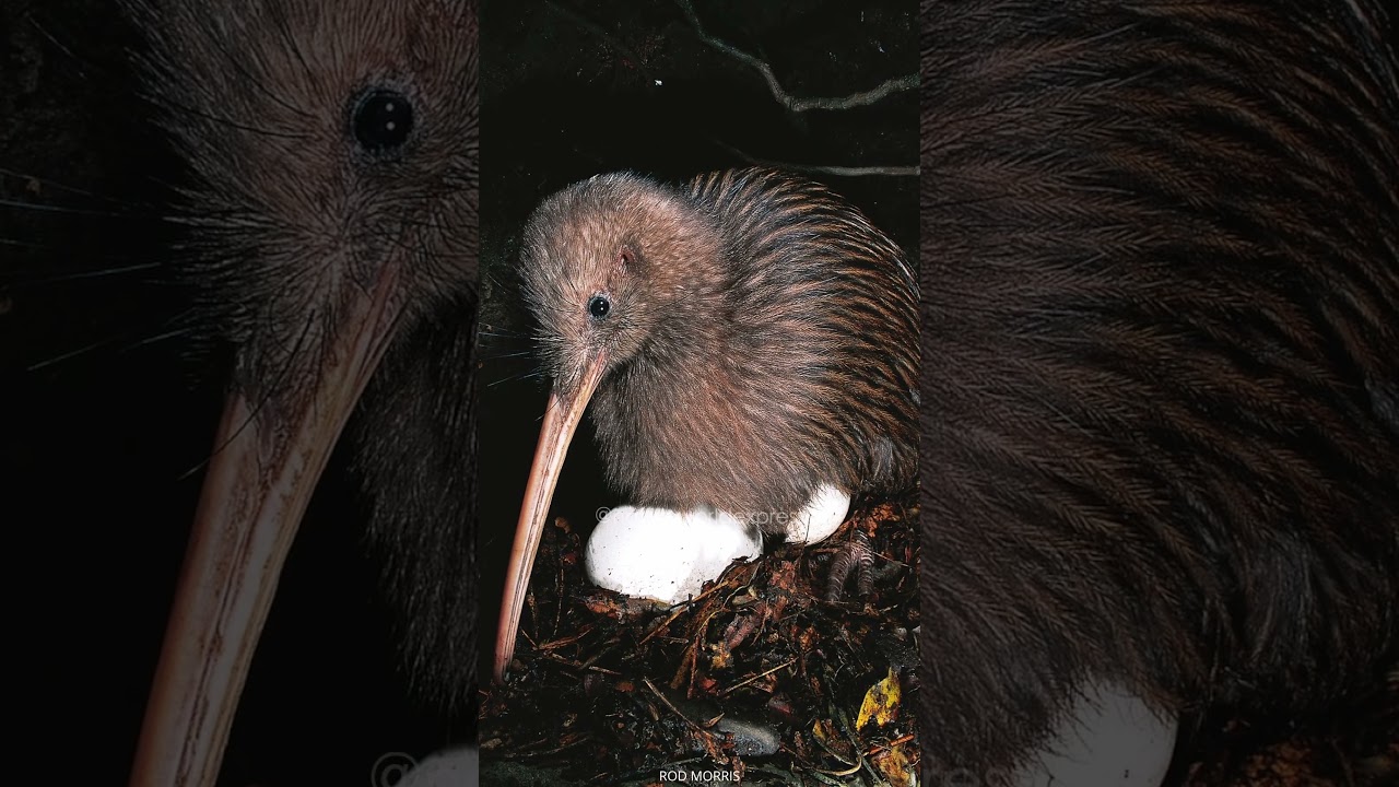 The Kiwi | Bizarre Mammal like Birds