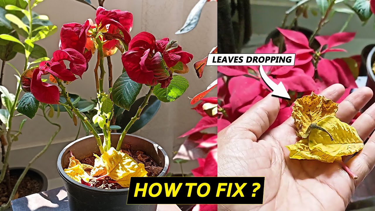 5 Reasons Poinsettia leaves turning yellow and falling off