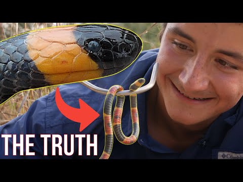 The Eastern Coral Snake: Everything You Need To Know!
