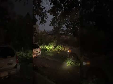 Tree knocked down by extreme thunderstorms in the Missoula area #mtwx #weather