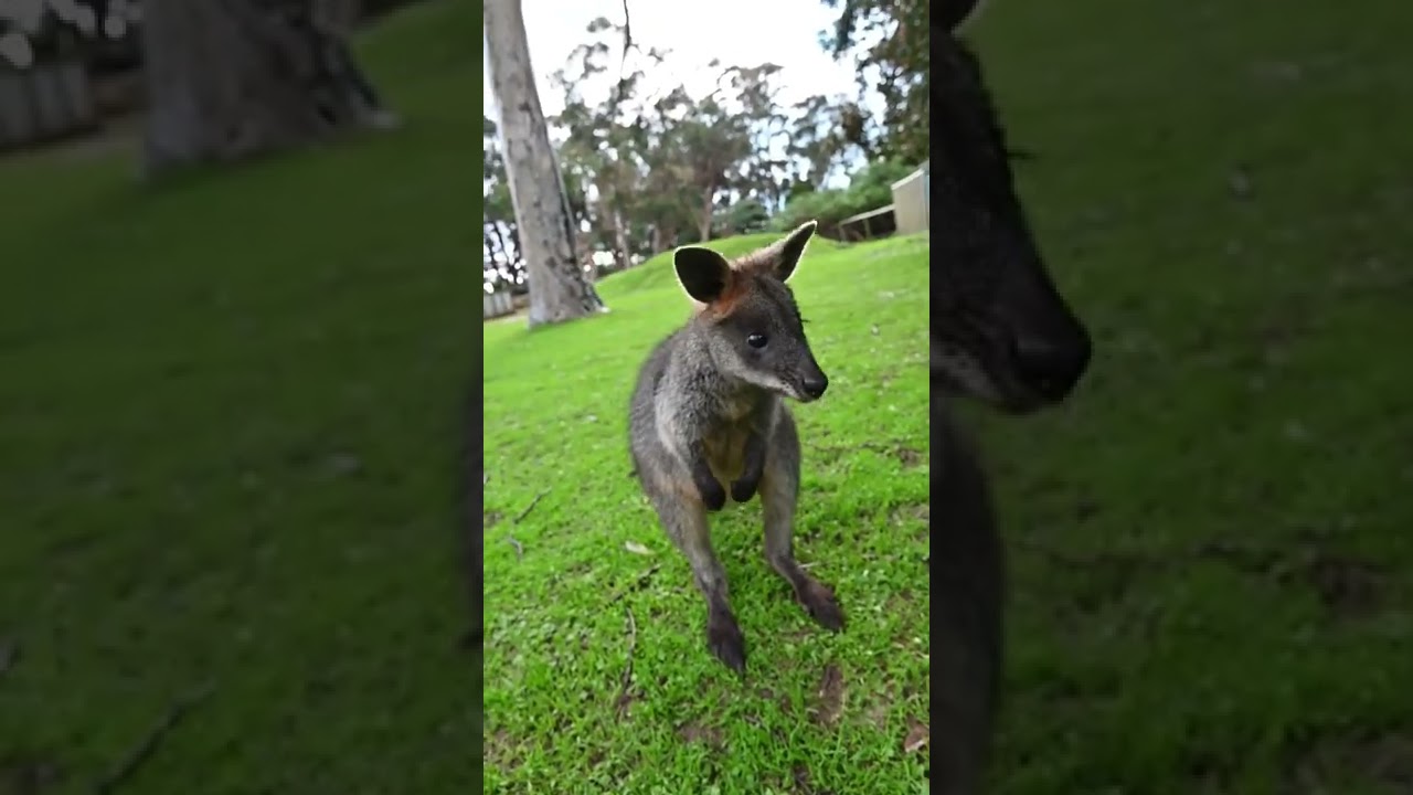 Friendly wallaby