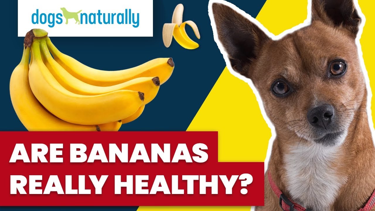 Are Bananas Really Healthy For Dogs?