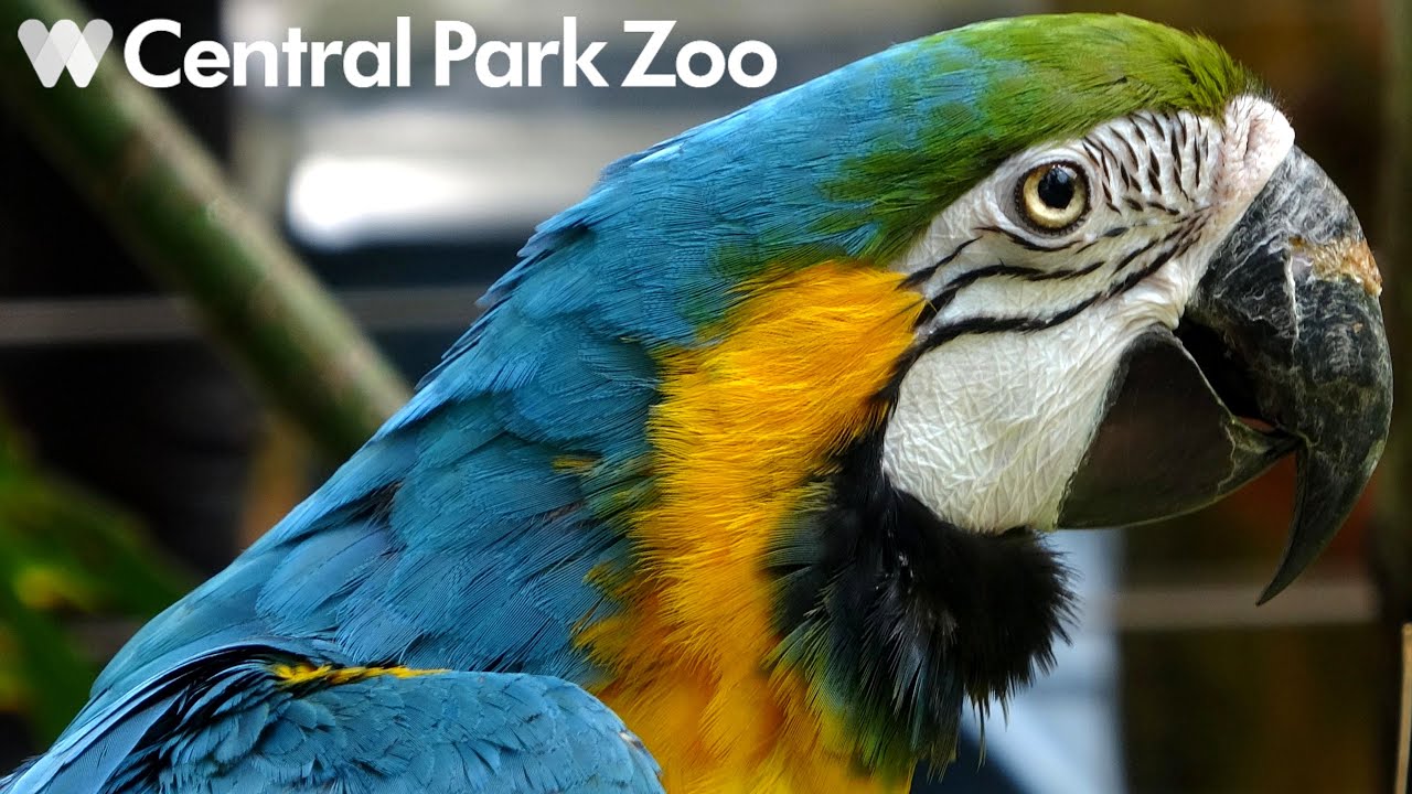 Central Park Zoo Tour & Review with The Legend