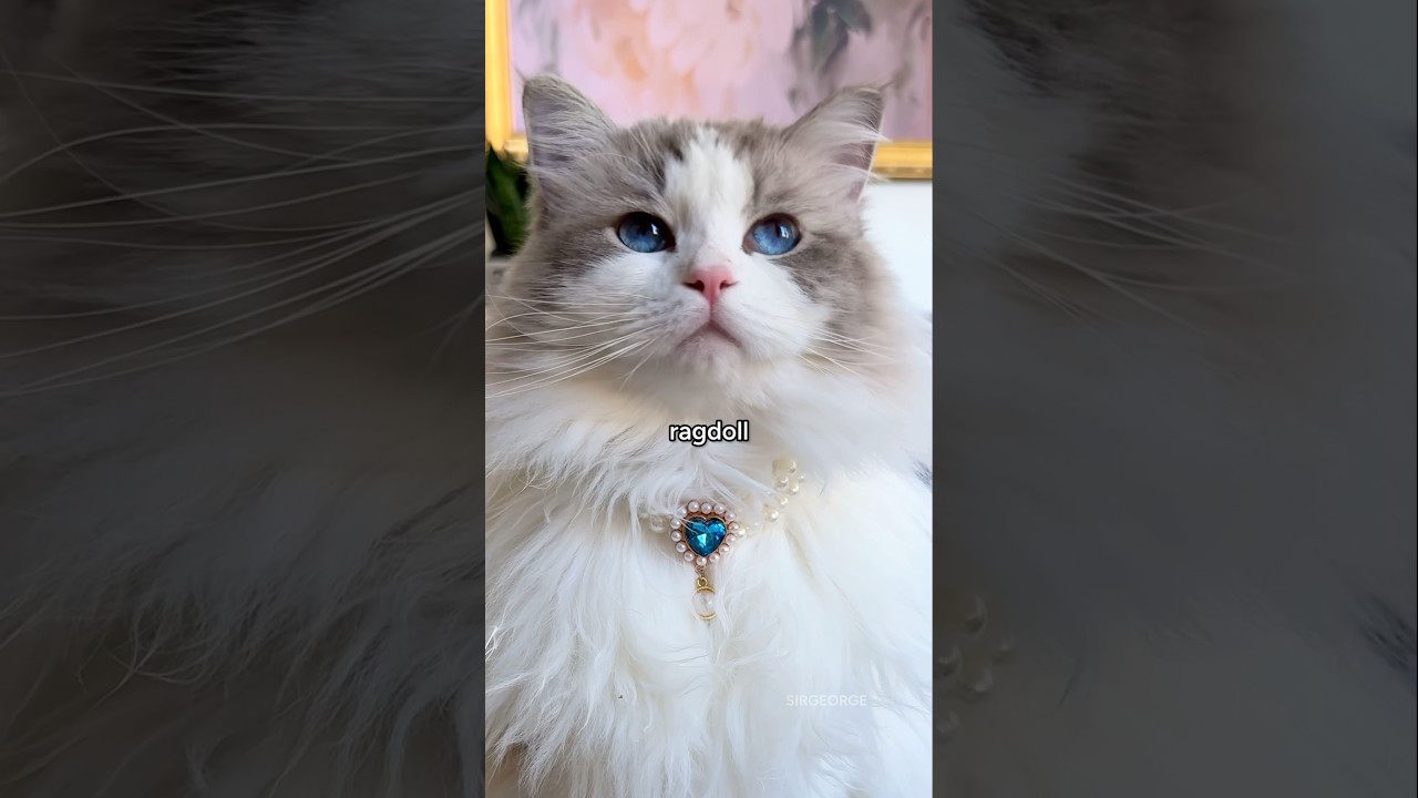 A princess cat AND… #ragdolls #adorablecats #onigiri