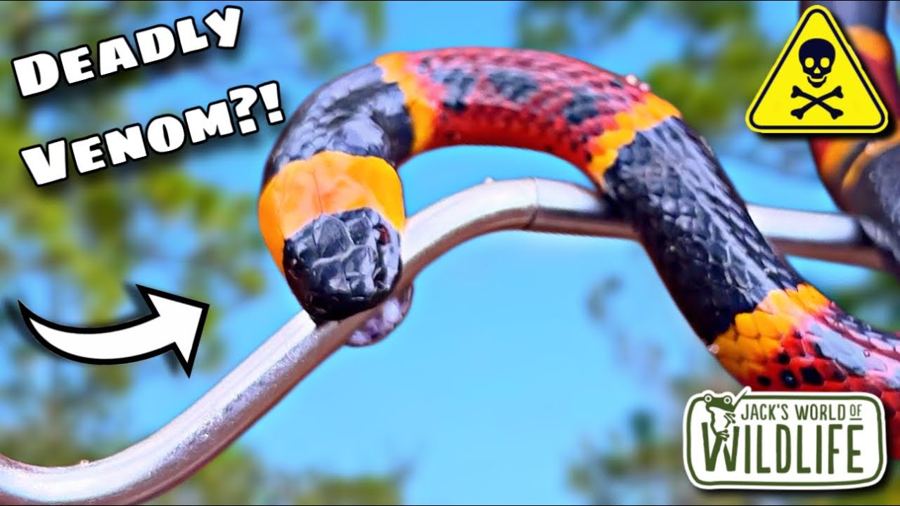How DEADLY Is The BITE Of The CORAL SNAKE!?