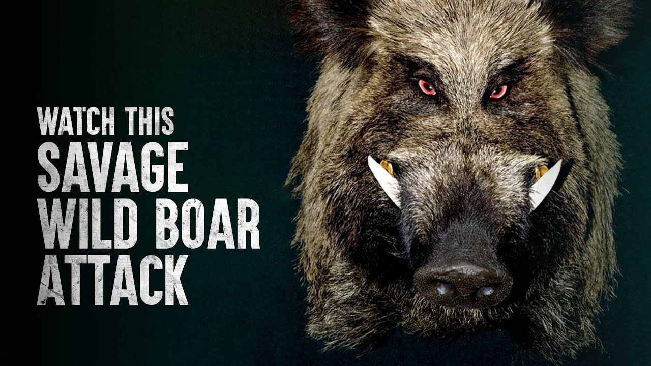 How To Survive This Scary Wild Boar Attack