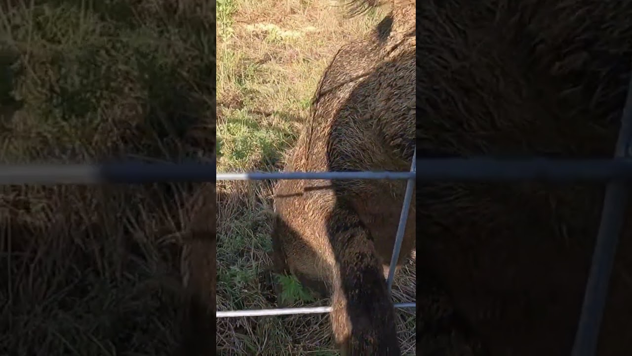 Friendly Wild Boar #animal #hog #wildboars #wildhogs #trapping #farming #boar