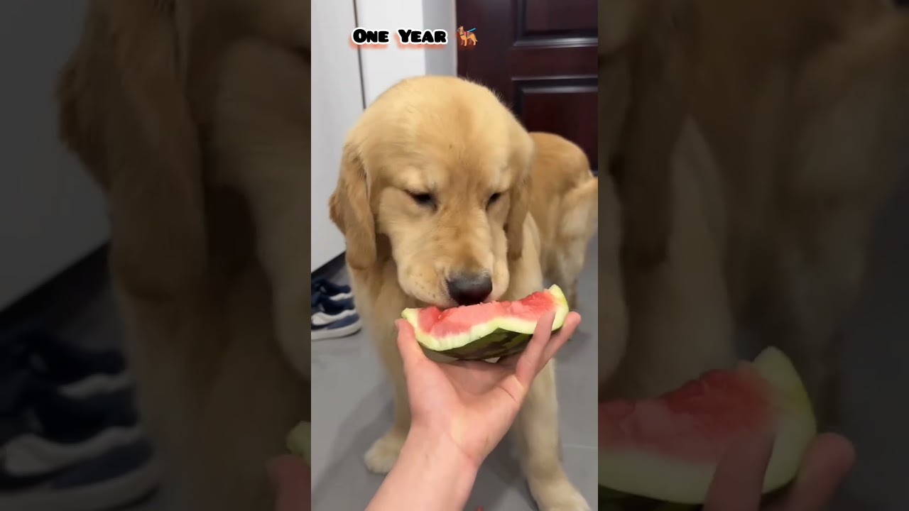 35 Days to One Year golden retriever transformation