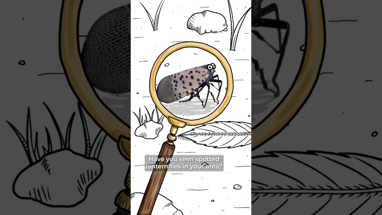 Nature VS the Spotted Lanternfly!