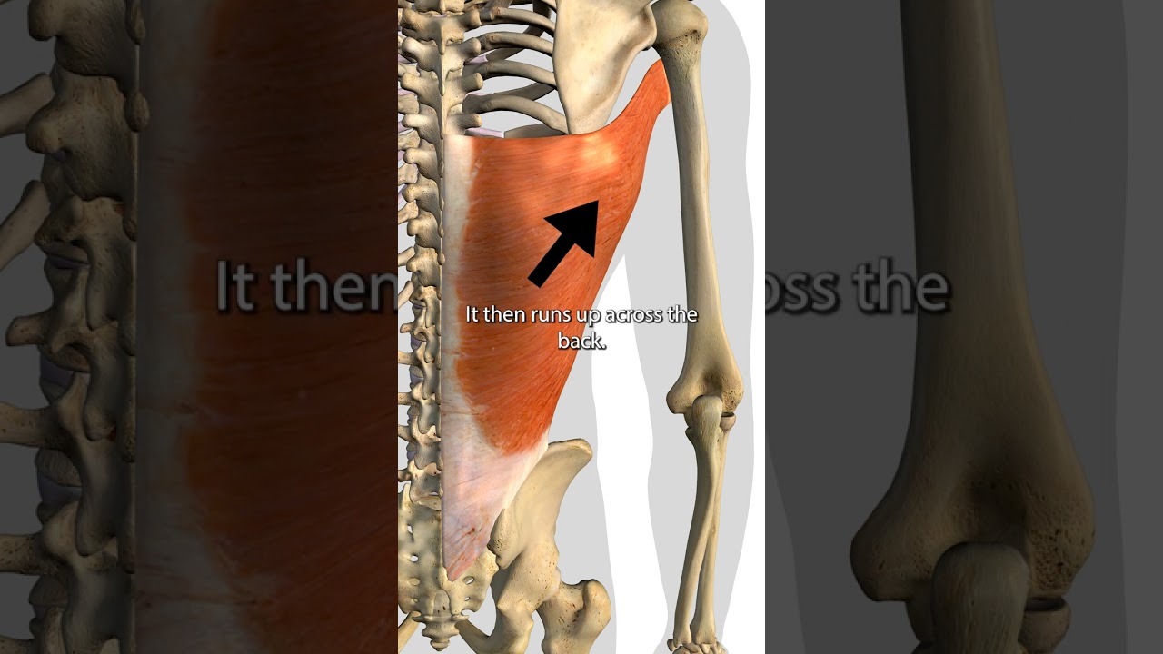 The Latissimus Dorsi Muscle