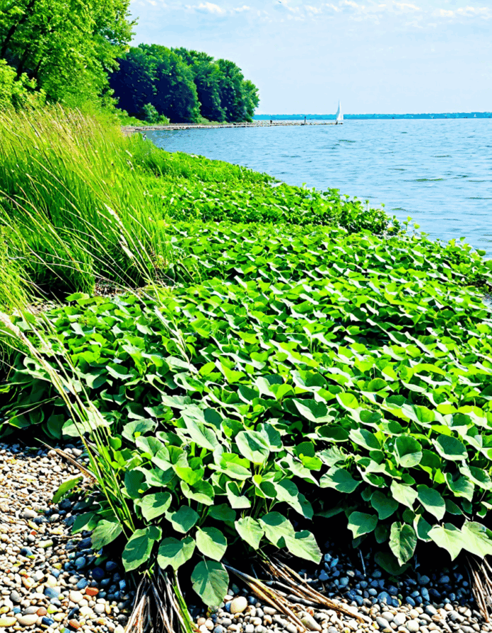 lake erie