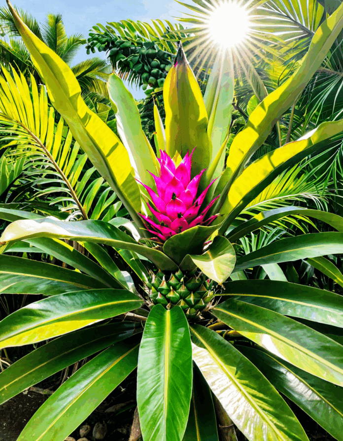 pitaya